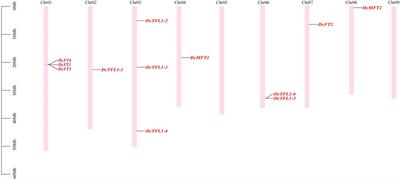 Genome-wide identification and characterization profile of phosphatidy ethanolamine-binding protein family genes in carrot